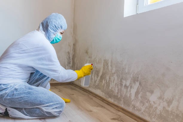 Licensed Mold Cleanup service in Forest Lake, IL - WQB Mold Removal