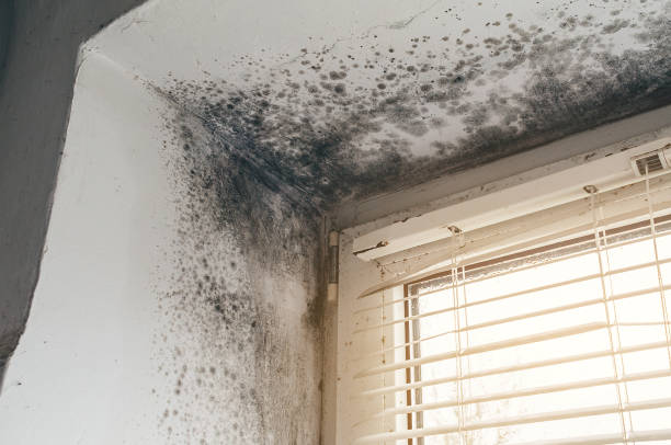 Affordable Mold Cleanup solutions in Forest Lake, IL